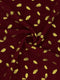 Georgette Gold Print - Maroon